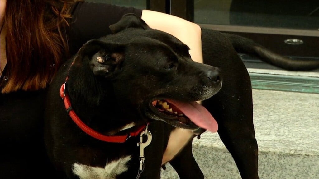 Pets On The Plaza: Piggy