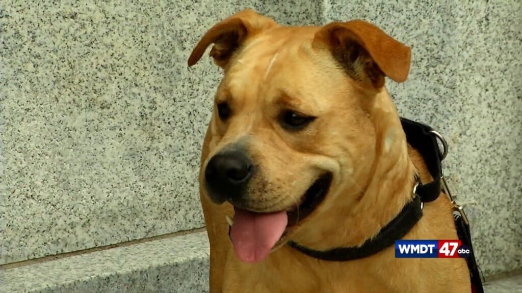 Pets On The Plaza: Sunshine