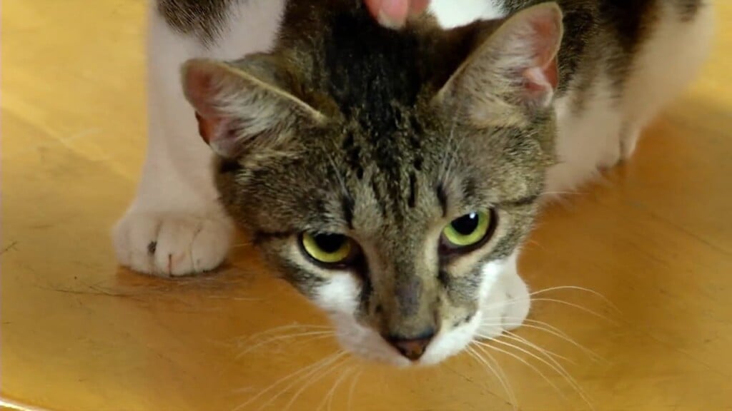 Pets On The Plaza: Wisteria