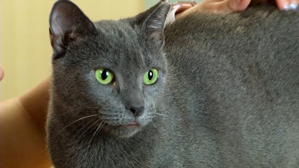 Pets On The Palza: Bluebell