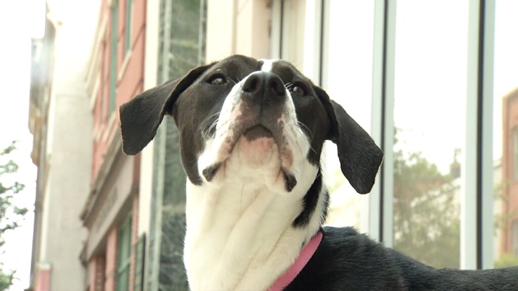 Pets On The Plaza: Silver