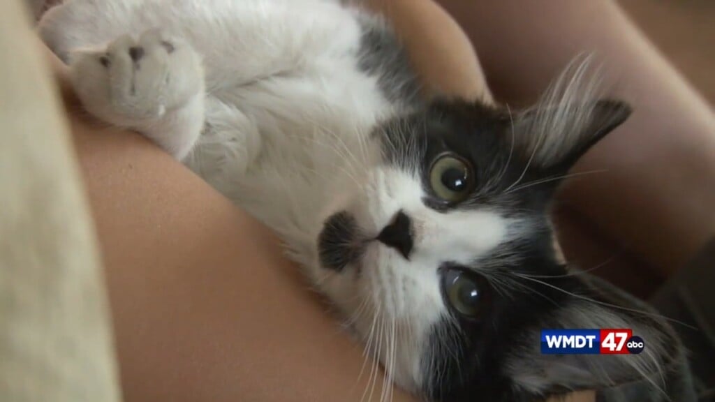 Pet Preparedness Tips
