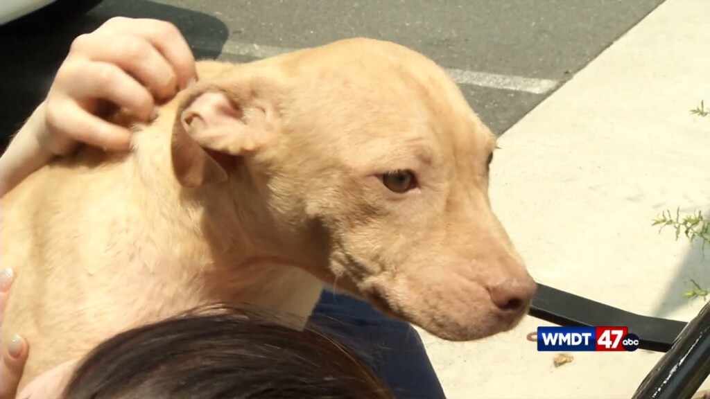 Pets On The Plaza: Penn