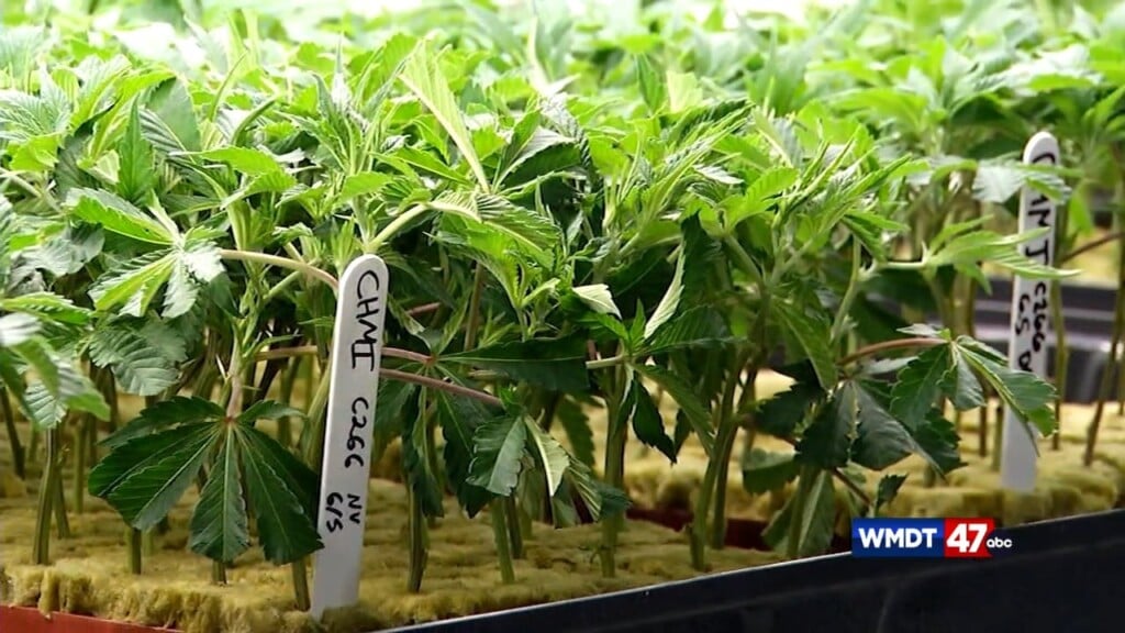Marijuana Safety