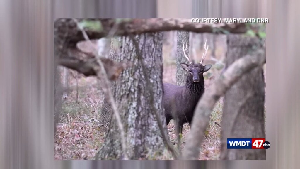 Dnr Talks Sika Deer