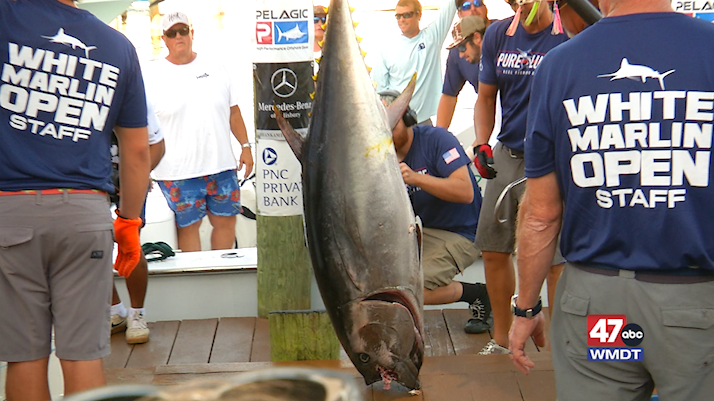 White Marlin Open Day Seven 8 10 25
