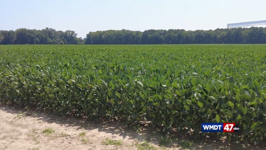 Umes Prepares For Ag Showcase