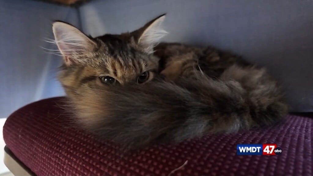 A Cat Sanctuary