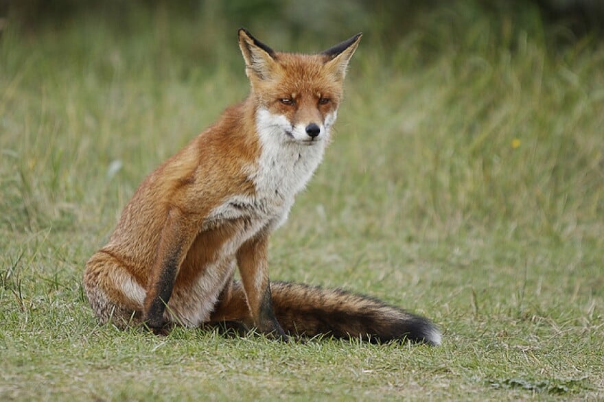 Fox