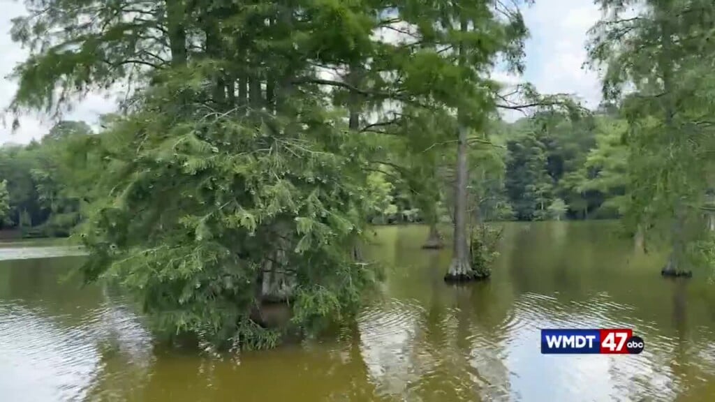 Live Green: Trap Pond Cypress Trees 09/16 Gmd