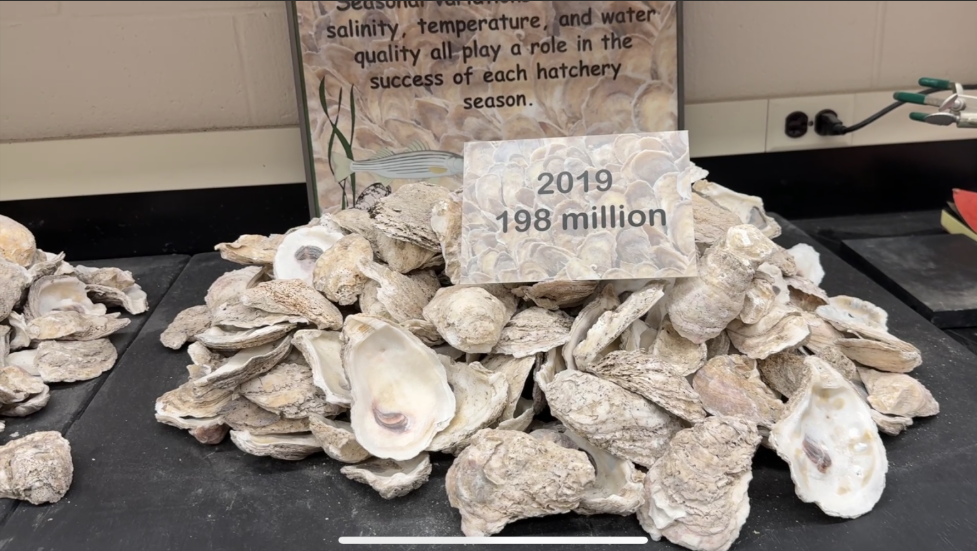 Oysters