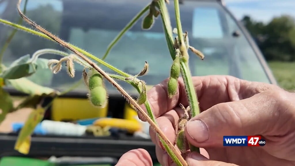 Soybeans Are Crunched For Time