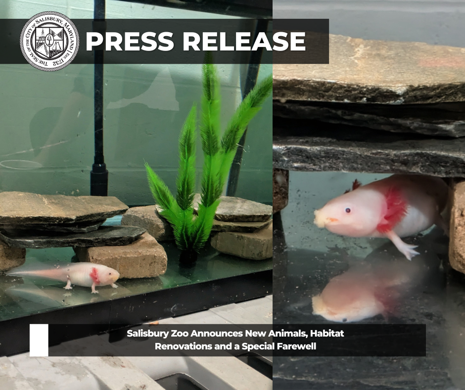 Axolotls
