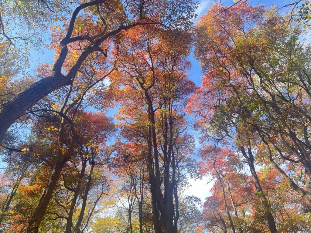 Fall2