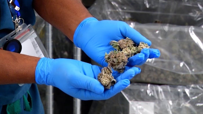 Weed