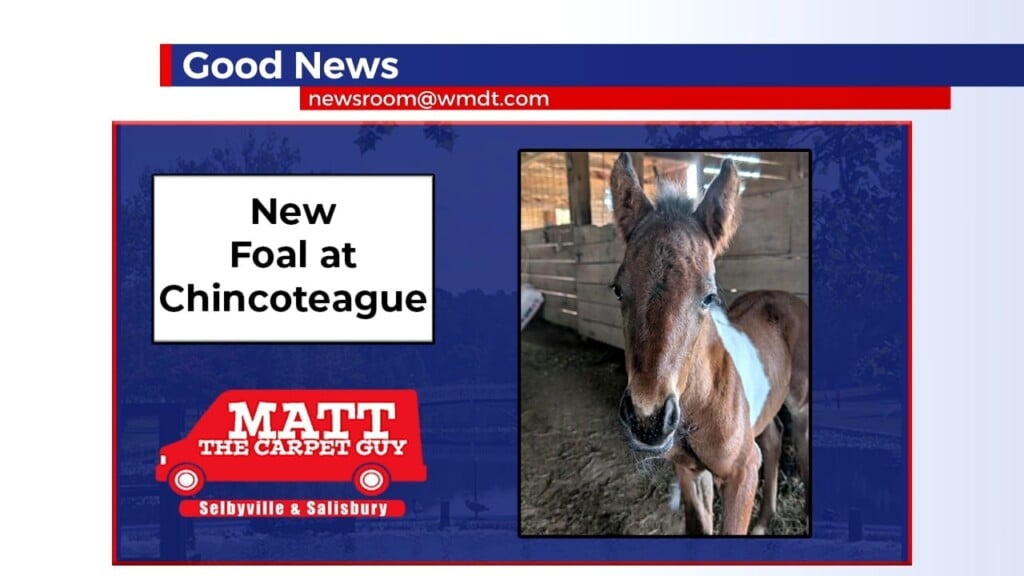 New Foal