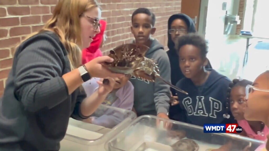 Umes 4 H Stem Expo