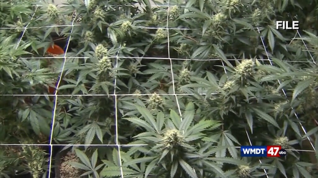 Md First Micro Grown Cannabis Farm