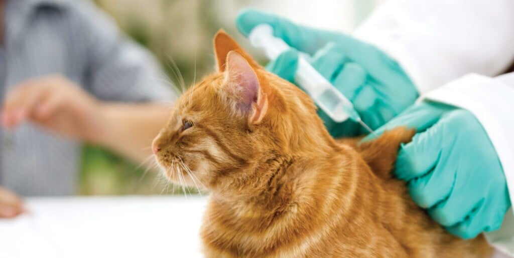 Cat Vaccine