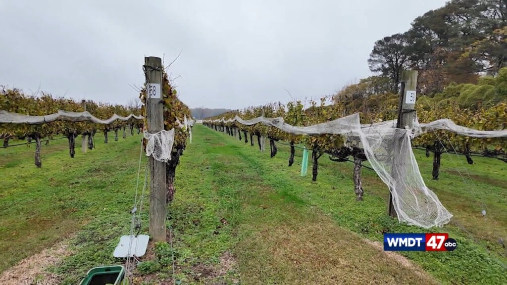 Discover Delmarva: Bordleau Winery Gmd 11/10