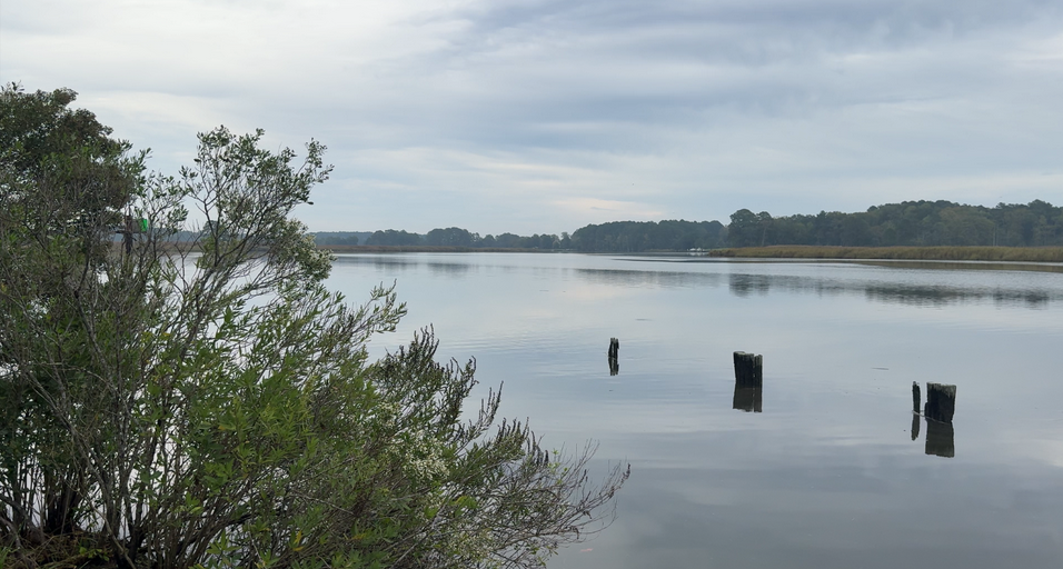 Live Green: Wicomico Creek Watchers Gmd 11/04
