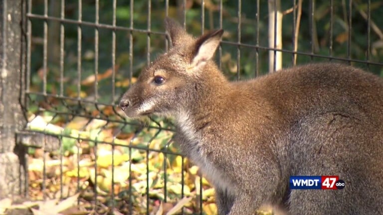 Sby Zoo To Host Inclusive Craft Night