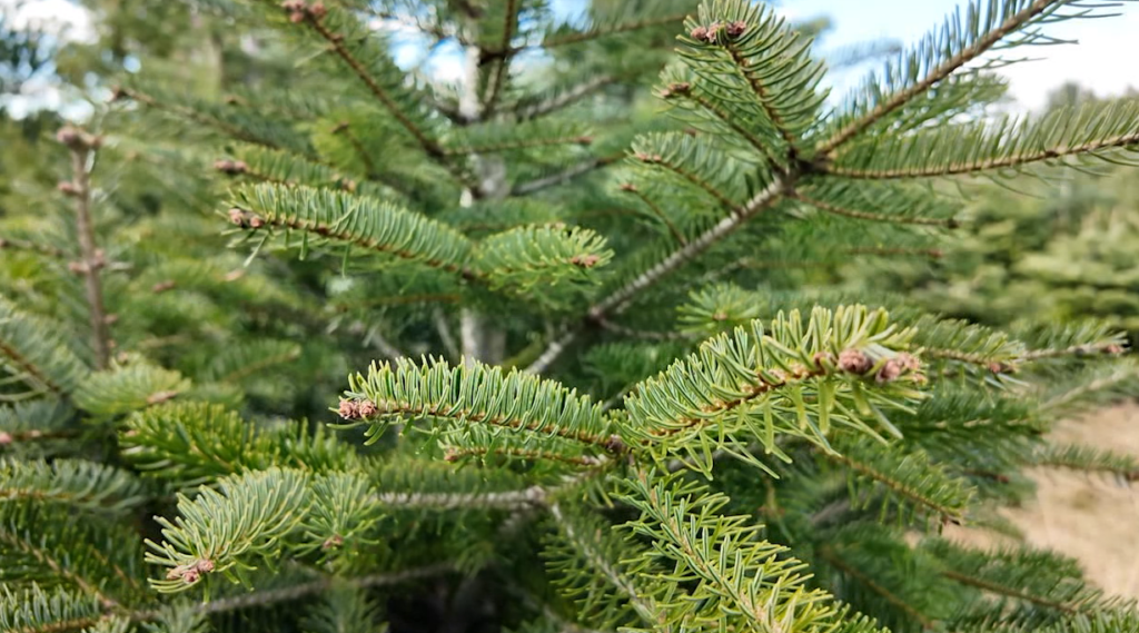 Screen Shot 2025 11 17 At 45844 Pm