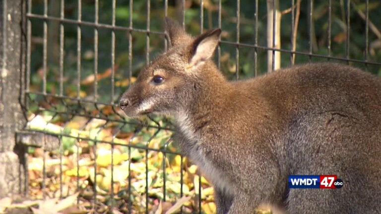 Sby Zoo Service Learning Day