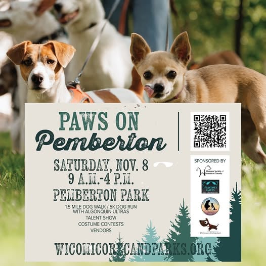 571186043 1229913632498326 7454646850852957809 N