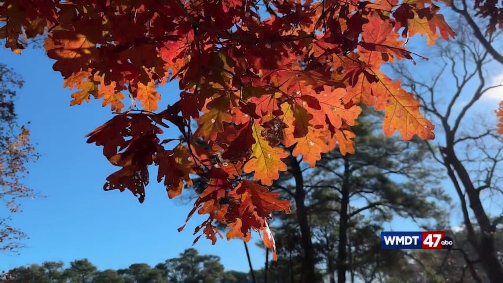 Live Green: Leave The Leaves 11/25 Gmd