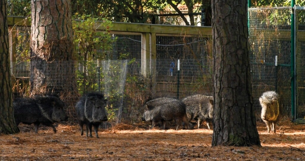 Thumbnail Press Releases Peccary