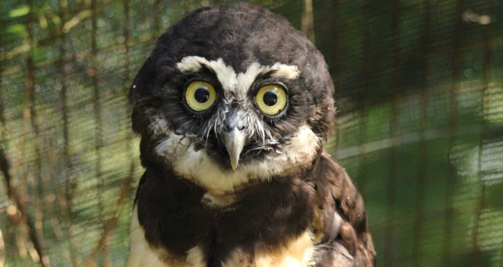 Thumbnail Press Releases Spectacled Owl