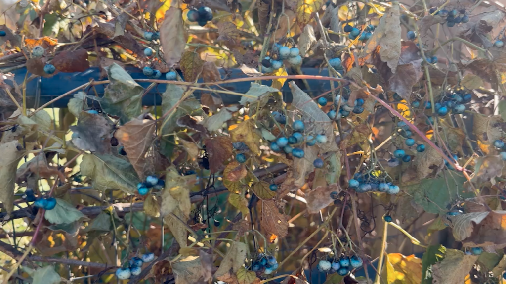 Live Green: Foraging 12/09 Gmd