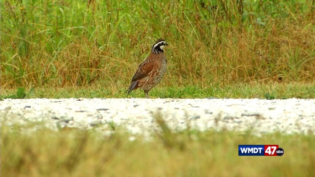 Burning For The Birds!