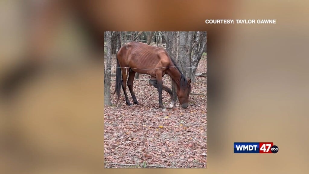 Animal Cruelty Investigation