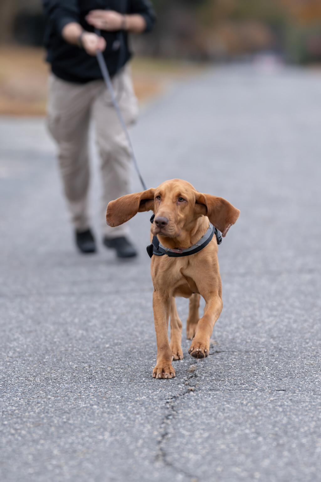 OC Police's Newest K-9 Tracks Suspect Wanted for Burglary, Assault - 47abc