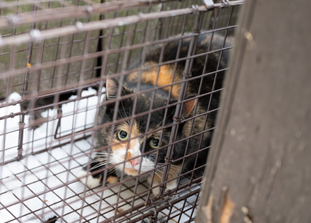 022526mdcatrescue Dsc0719 Original File