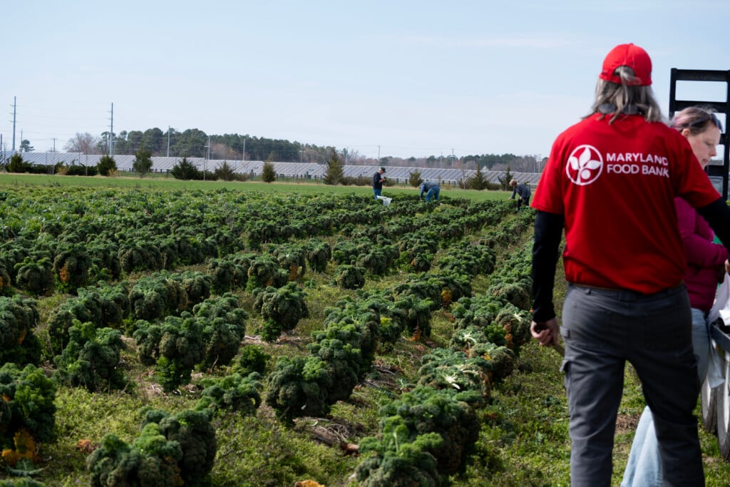 A Maryland Food Bank worker oversees a kale field for a gleaning in Hurlock, Maryland.