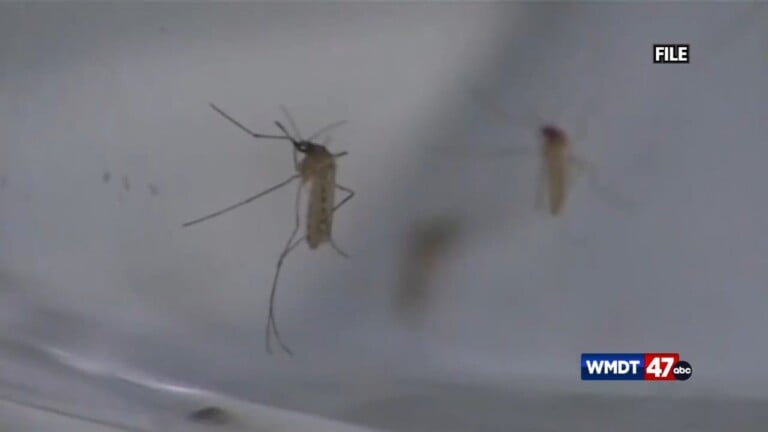 Tick And Mosquito Season