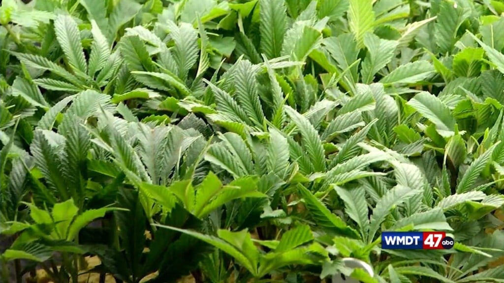 Medical Marijuana Reclassified As Less Dangerous