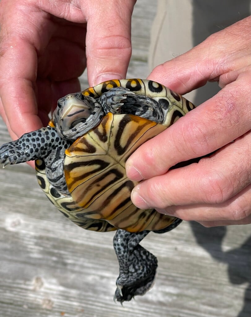 Diamondback Terrapin held by human hands.