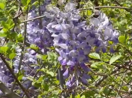Wisteria