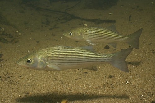Striped Bass