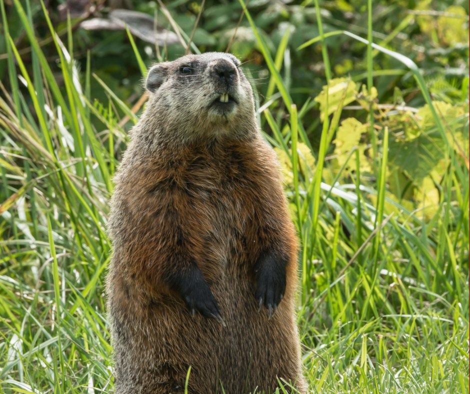 Groundhog Rabies