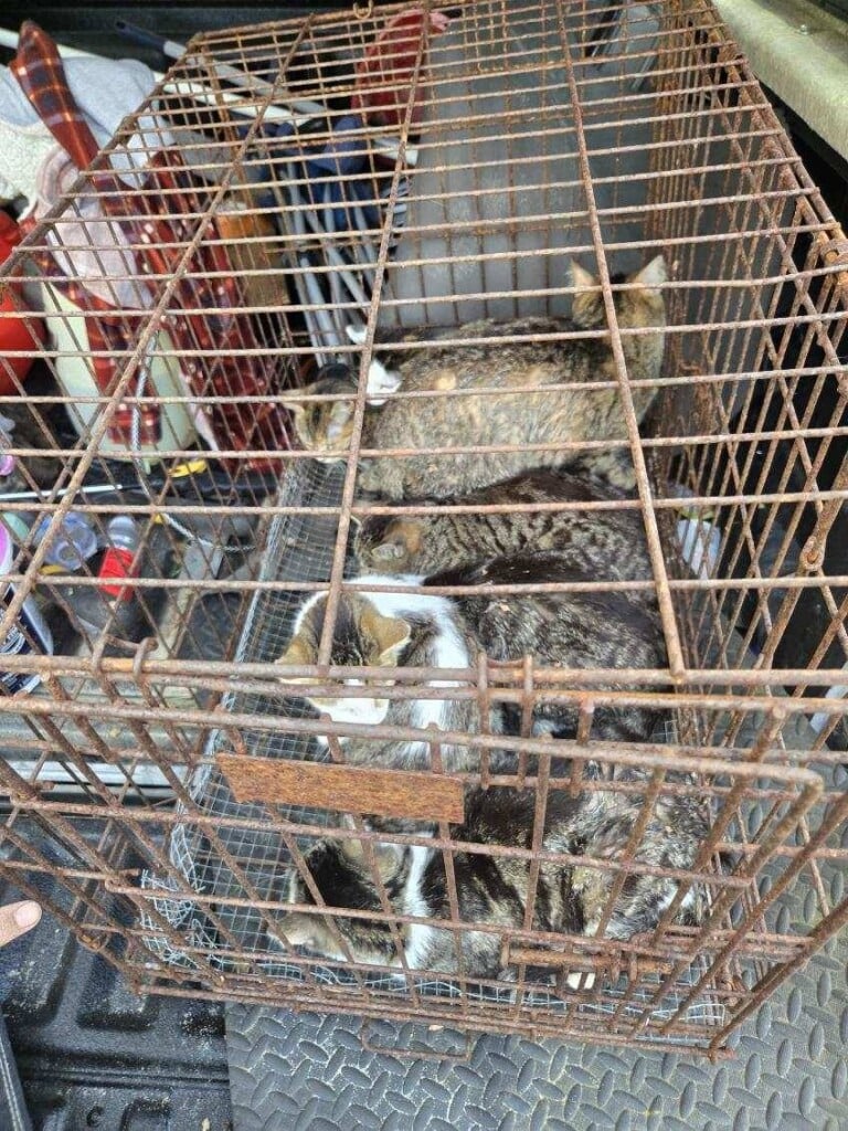 668510449 960049826529878 7310891181199419969 N