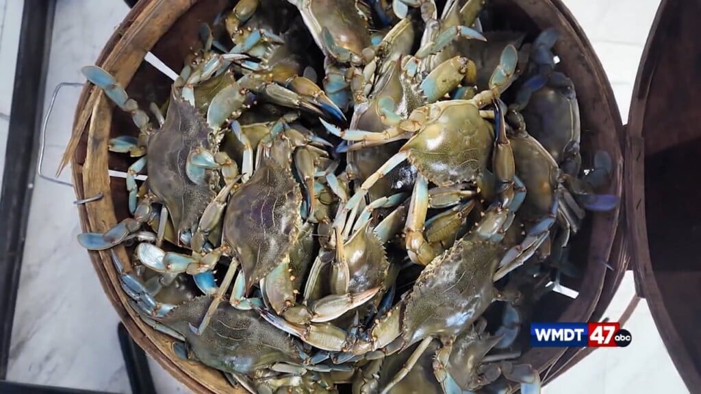 Dnr Reports Blue Crab Population Increase
