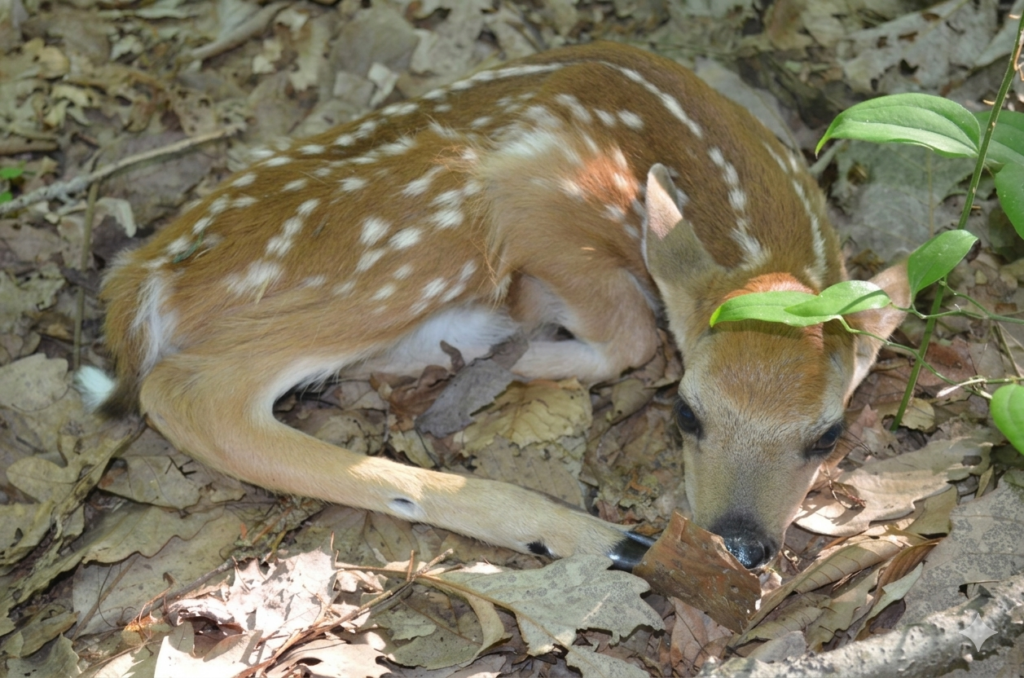 Fawn Image
