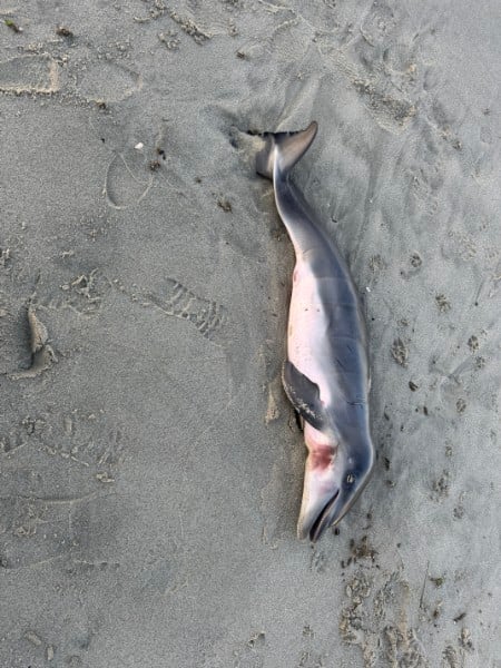 Dead Dolphin