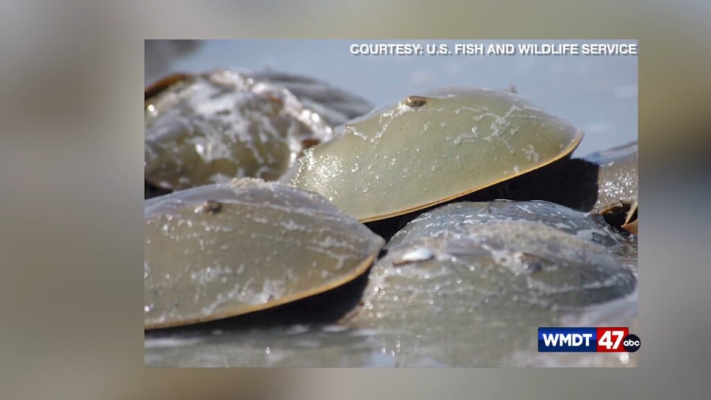 Horseshoe Crab Lawsuit