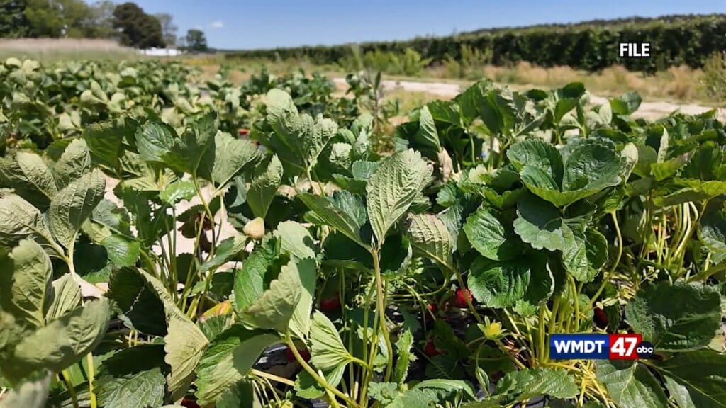 Strawbwerry Festival Returns